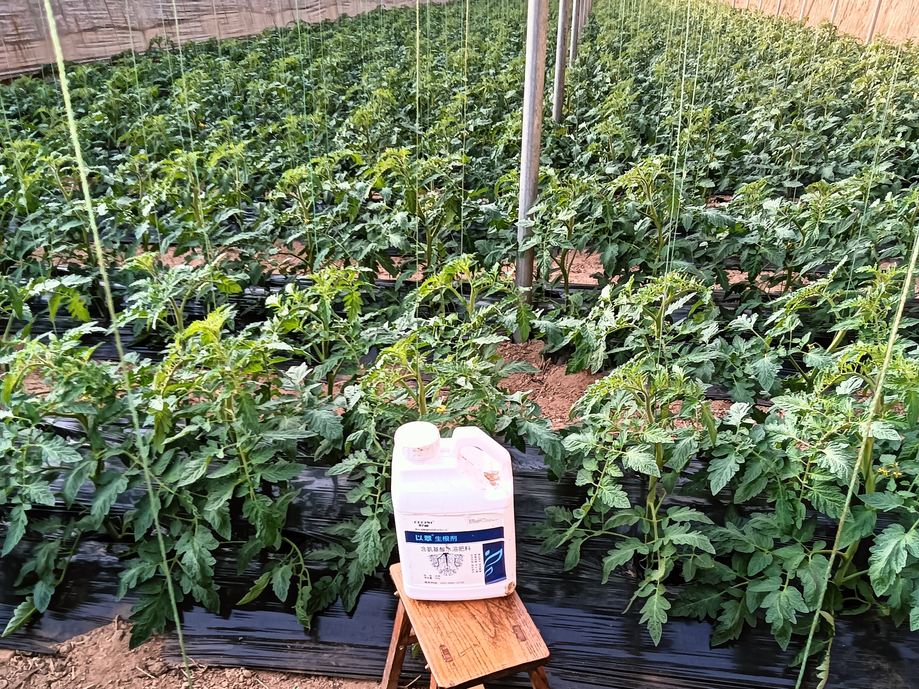 生根剂如何选择？小心用错死根