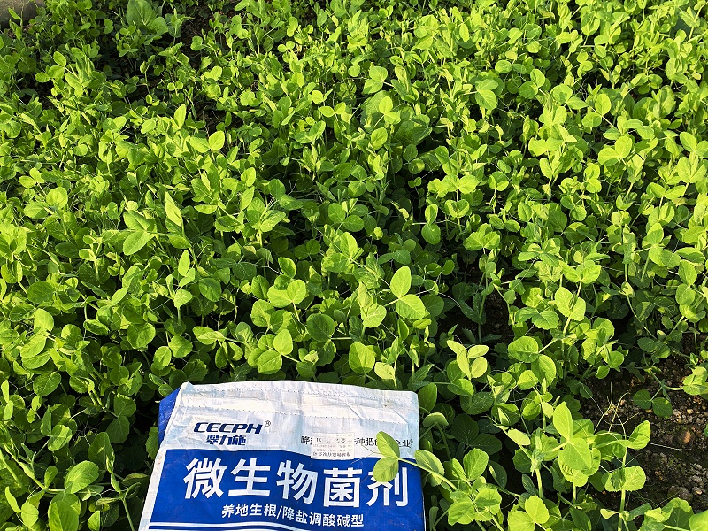 作物种植-以翠豌豆效果