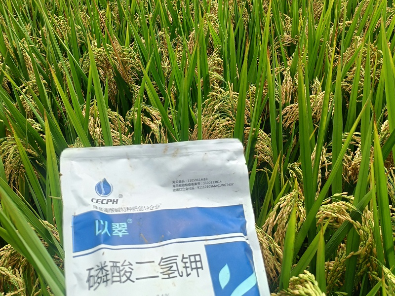 2025.9.13湖北水稻用以翠；无病害，抗逆性强，穗大籽粒饱满！ (4)_副本