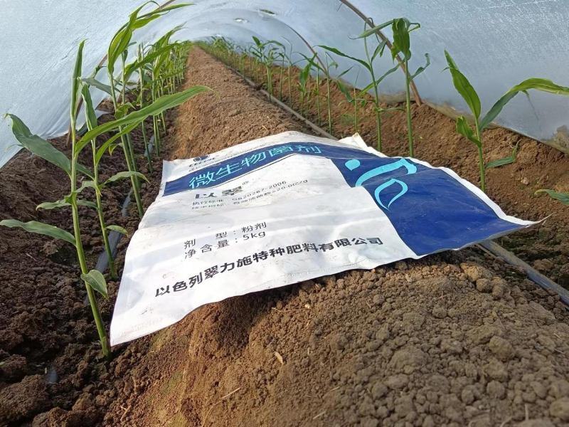 大姜施肥技术要点—苗期用以翠