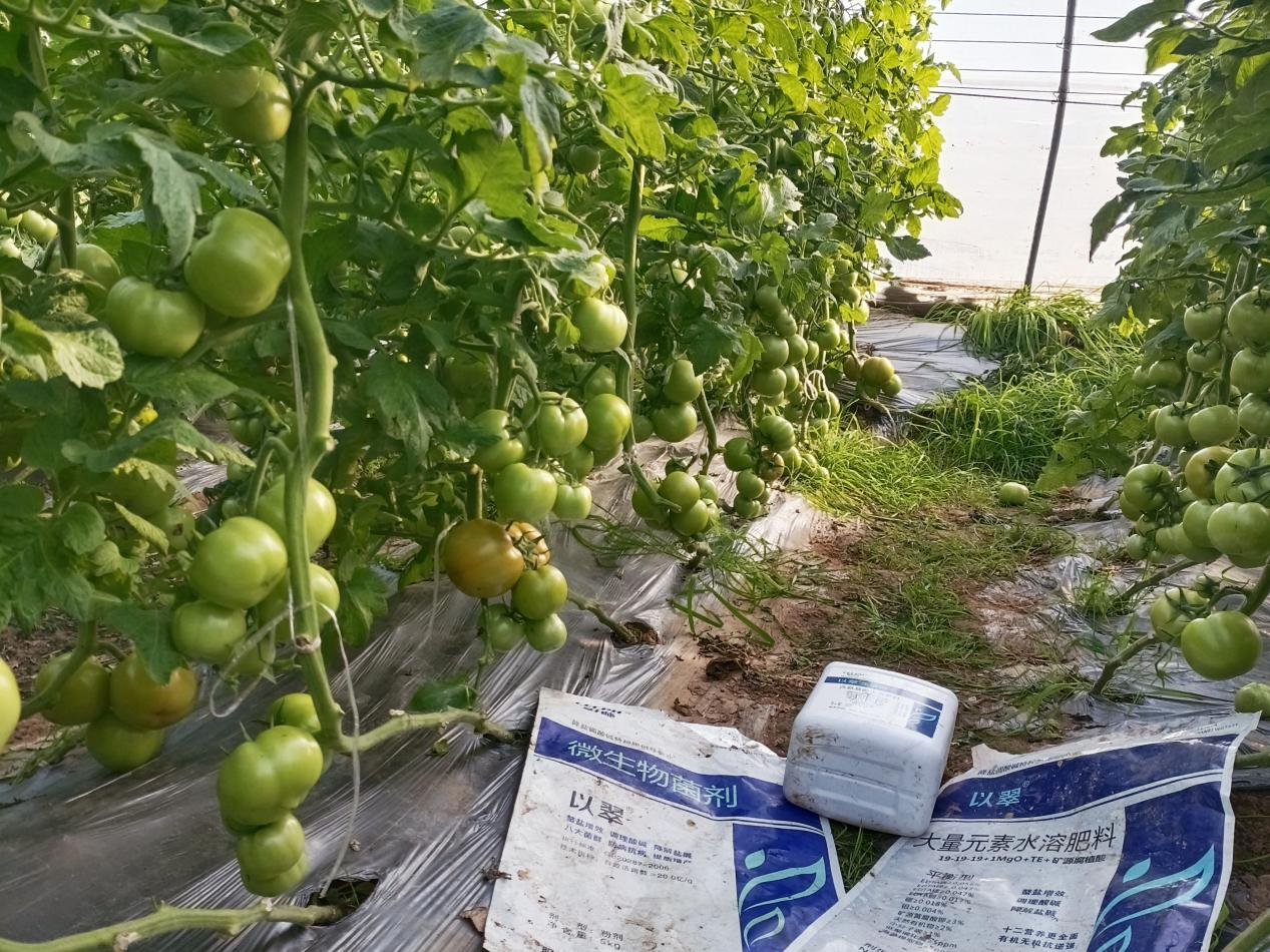 水溶肥该选哪种？这里有答案