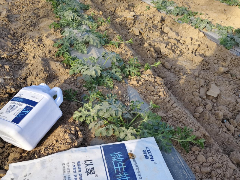 西瓜用什么肥料又大又甜-用以翠