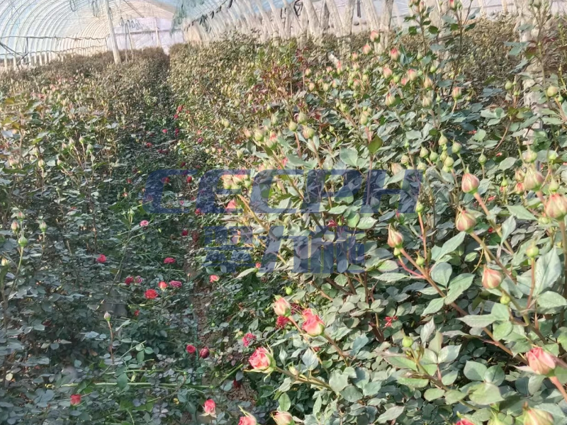 玫瑰花用什么肥料最好-以翠效果