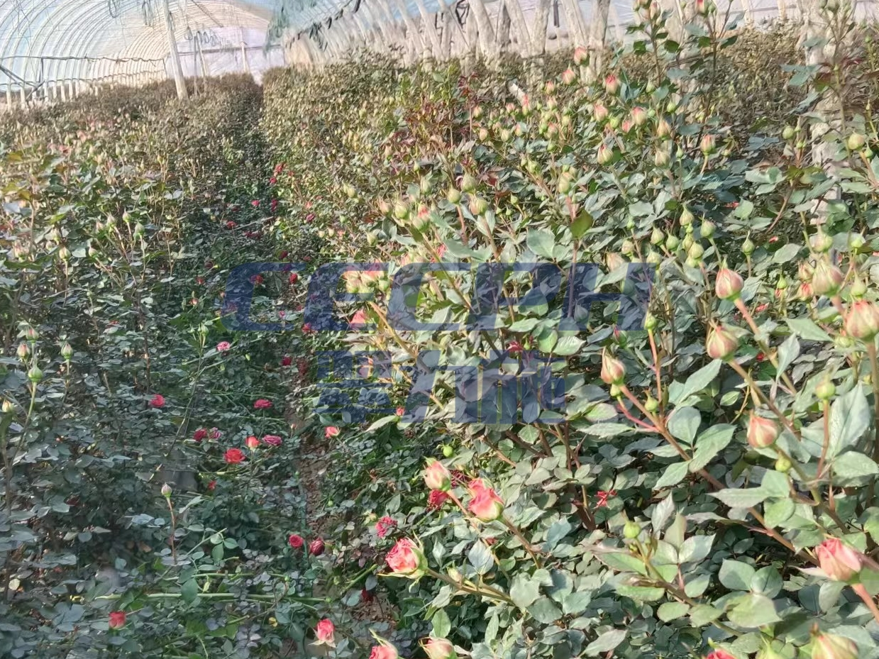 玫瑰花用什么肥料最好？