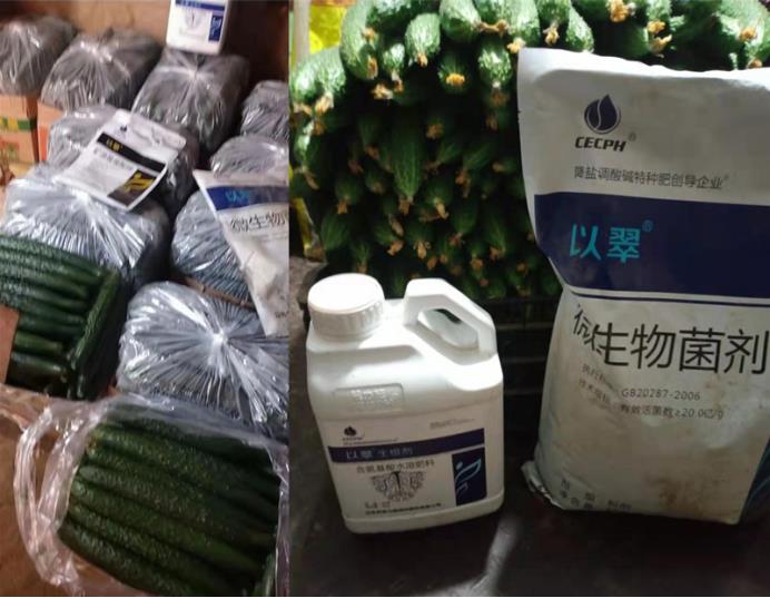 黄瓜追肥用什么肥料好-翠力施以翠水溶肥