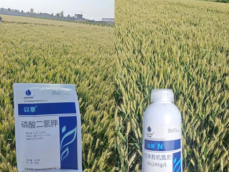 叶面肥-以翠小麦效果