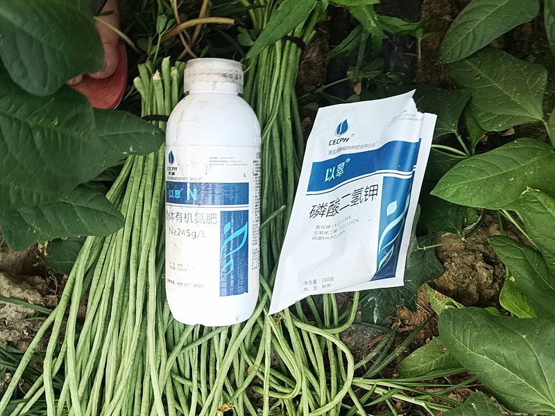 豆角用什么肥料最好-以翠豆角效果