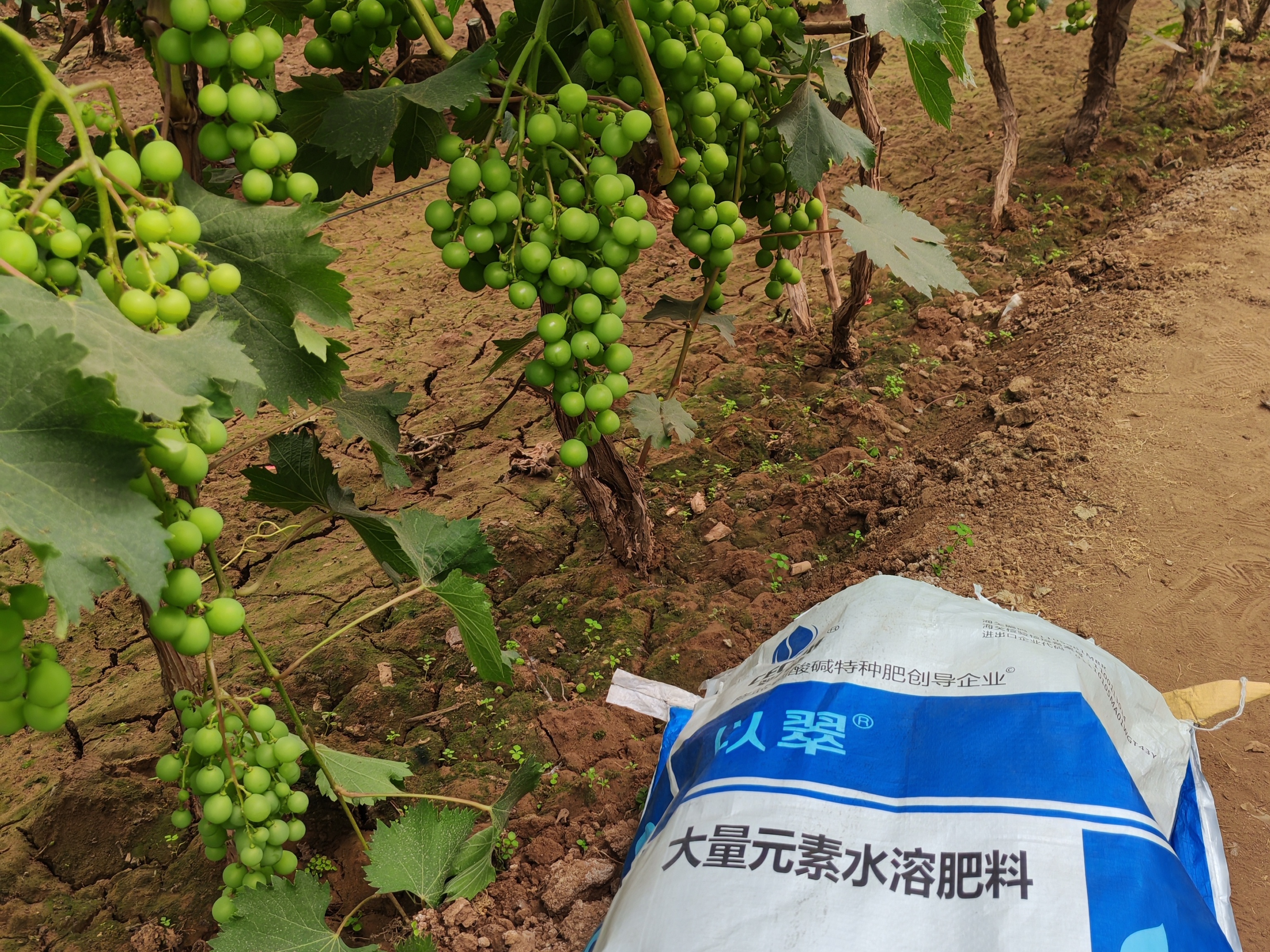 颗粒水溶肥，为何能助力果树丰收？