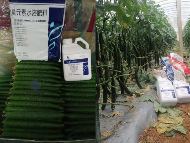 种植黄瓜用什么肥料好？翠力施水溶肥