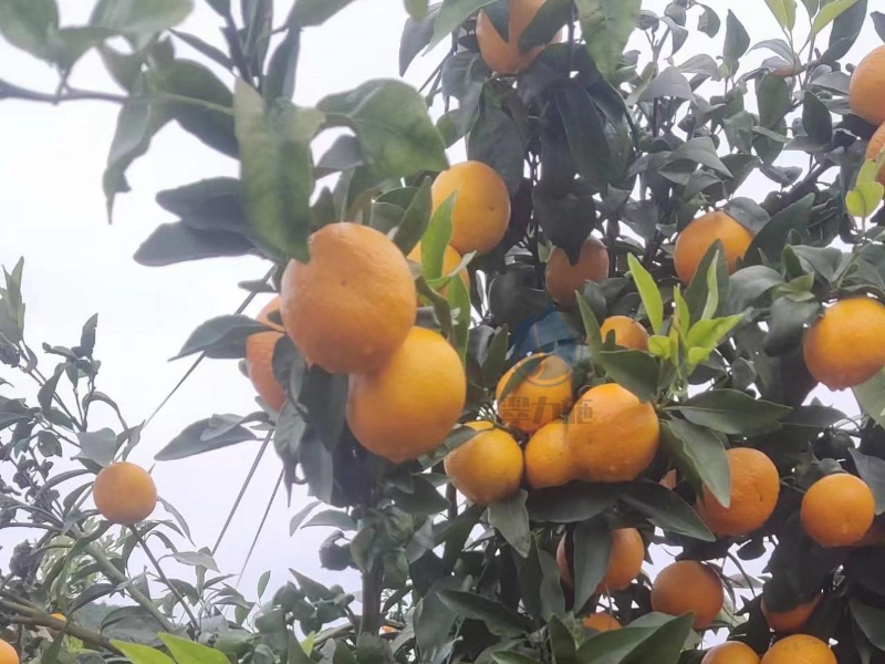 叶面肥—以翠柑橘效果