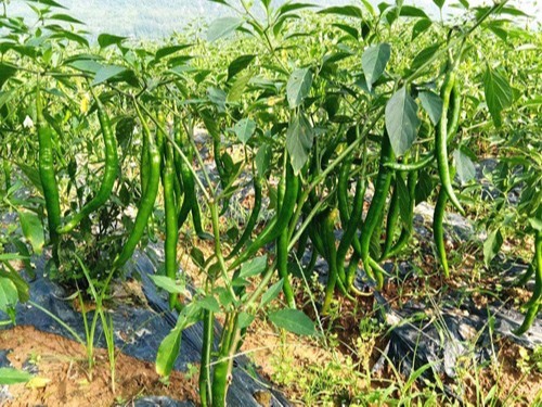 水溶肥哪家好？秦大哥用以翠水溶肥后这样说