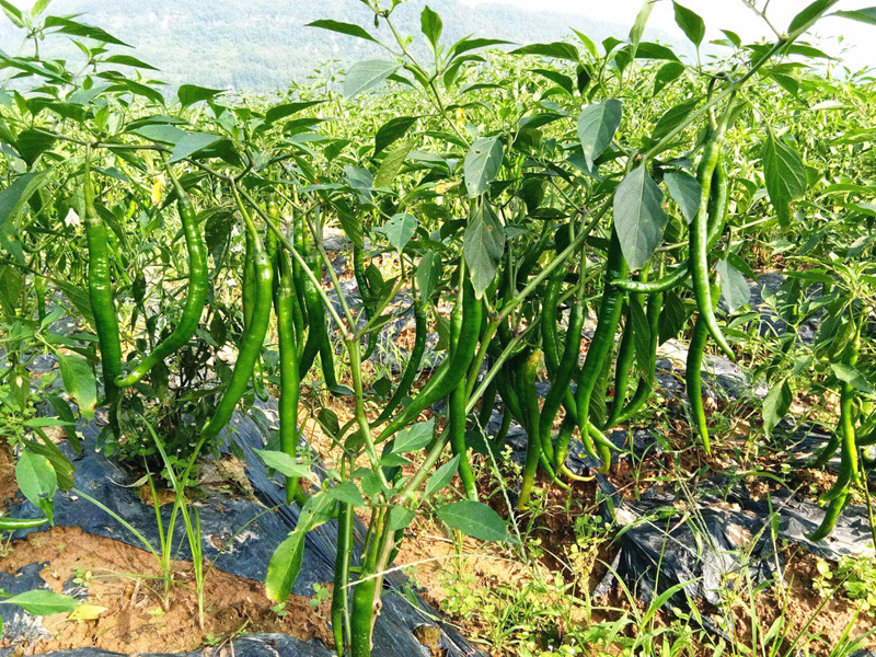 水溶肥哪家好？秦大哥用翠力施后这样说