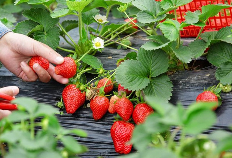 草莓应该如何合理的施肥
