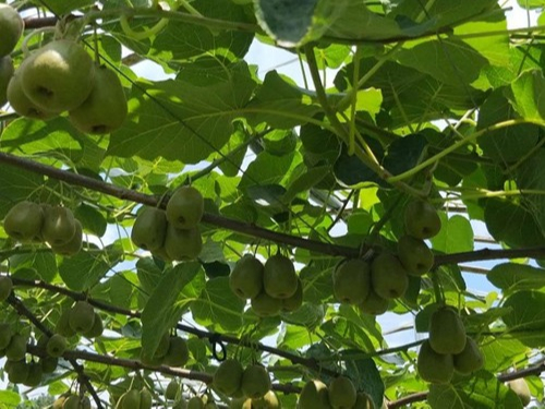 翠力施教您冬季水果种植中应该怎样增强大量元素水溶肥的使用