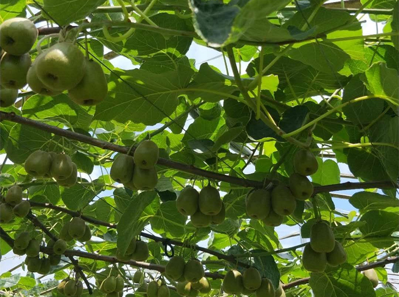 冬季水果种植中应该怎样增强大量元素水溶肥的使用