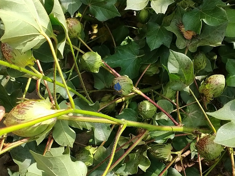 棉花用什么肥料好-以翠棉花